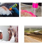 Markal Paintstik Livestock